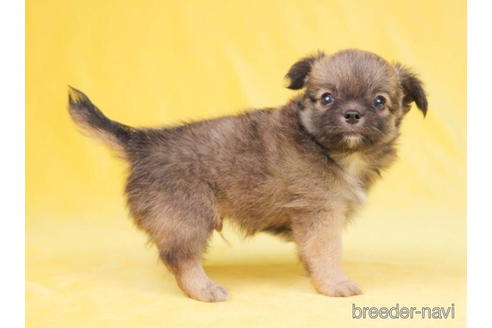 成約済の東京都のチワワ(ロングコート)-200303の4枚目